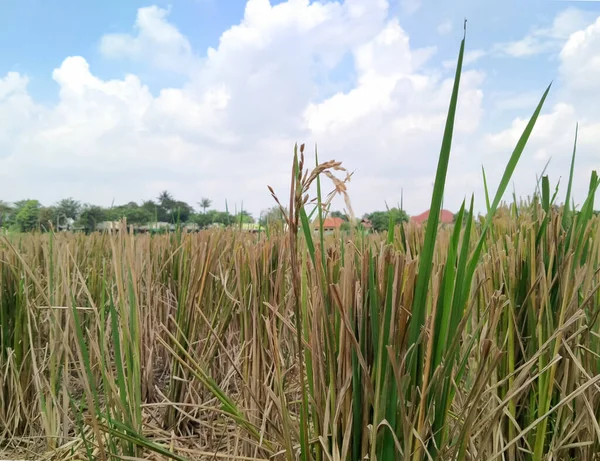 Ladang Padi Dipotong Setelah Dipanen Oryza Sativa — Stok Foto