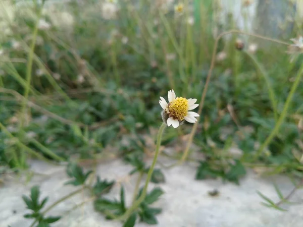 Bidens Pilosa Százszorszép Asteraceae Családba Tartozó Egynyári Virágos Növény Sok — Stock Fotó