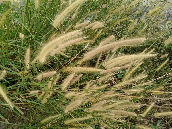 Imperata Small Widespread Genus Tropical Subtropical Grasses Commonly Known Satintails — Stock Photo, Image