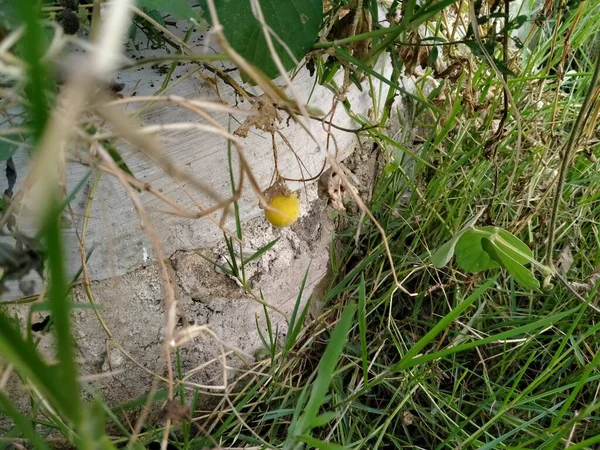 Solanum Torvum Een Bossige Rechtopstaande Stekelige Meerjarige Plant Die Tuinbouwkundig — Stockfoto