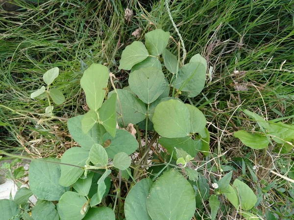 Solanum Torvum Leaves Live Grass — Stock Photo, Image