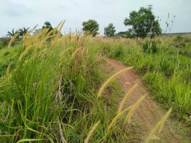 Vahşi bitkilerle dolu bir patika (Imperata silindiri)