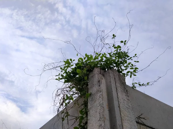 コンクリート壁に生息する野生植物 — ストック写真