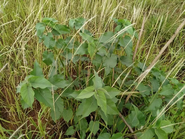 Plantas Silvestres Ipomoea Carnea Que Viven Entre Plantas Tela Imperata —  Fotos de Stock