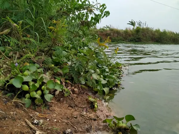 Plantas Que Viven Agua Del Lago Jacinto Agua Común —  Fotos de Stock