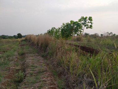 Bu tümsek sebze yetiştirmek için kullanılır.