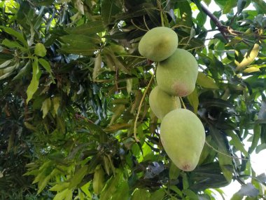 Mango, çiçekli bitki cinsi Mangifera 'ya ait sayısız tropik ağaçtan üretilen bir meyve türüdür..