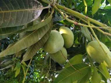 Mango, çiçekli bitki cinsi Mangifera 'ya ait sayısız tropik ağaçtan üretilen bir meyve türüdür..