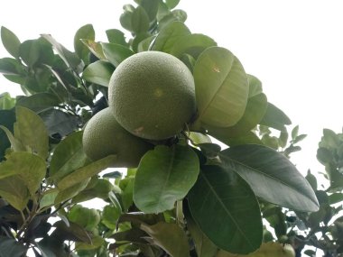 Ağacın üzerinde Pummelo veya pomelo (Citrus maxima), greyfurt