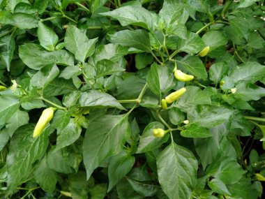 Cayenne biberi, meyveleri yukarı doğru yükselen Capsicum cinsine ait bir meyve ve bitkidir..