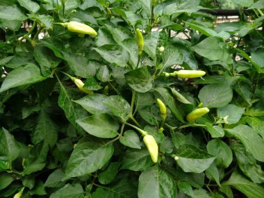 Cayenne biberi, meyveleri yukarı doğru yükselen Capsicum cinsine ait bir meyve ve bitkidir..