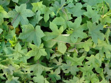 Momordica charantia (halk dilinde: acı kavun; acı elma; acı kabak; acı kabak; balsam-armut; tropikal bir kabak;