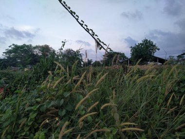 Yabani bitkiler (Imperata silindiri) bitkilerle kaplanmış elektrik kablolarına karşı