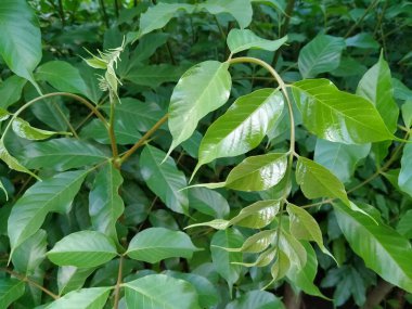 Bahçede yetişen bitkiler (Fraxinus ornus L.)