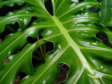 Yapraklar (Philodendron bipinnatifidum Schott) yağmurdan ıslaktır