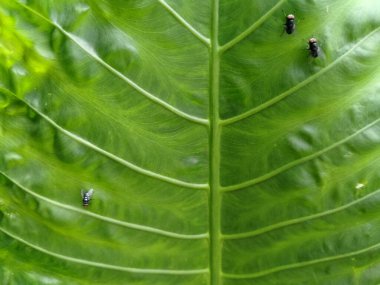 Taro yaprakları çizgili bir desen ile sinekler tarafından istila edilir.