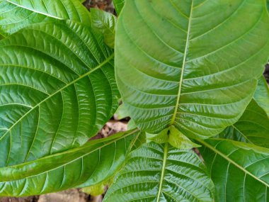 Bahçede yaşayan Kratom bitkileri (Mitragyna speciosa)