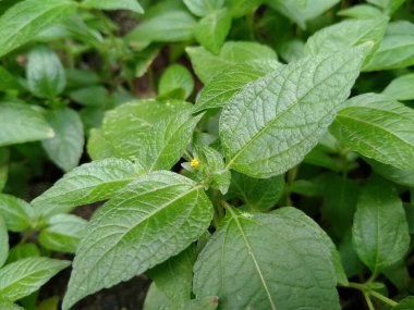 Taze yapraklar (Eleutheranthera ruderalis) evin arka tarafındadır.