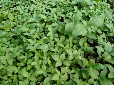 Bahçede yetişen yabani bitkiler (Cornus canadensis L)