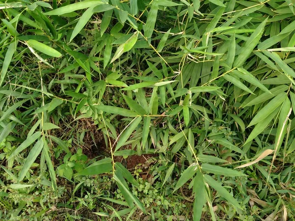 Gölün Etrafındaki Bambu Yapraklarının Üst Manzarası — Stok fotoğraf