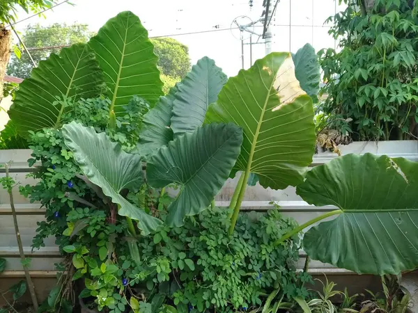 Pequeña Planta Hoja Taro Esculenta Que Encuentra Patio Trasero —  Fotos de Stock