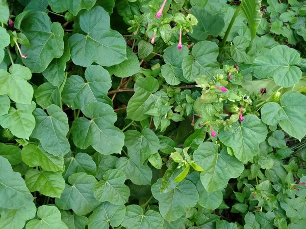 庭で成長する花植物 イポモエアNil Roth — ストック写真