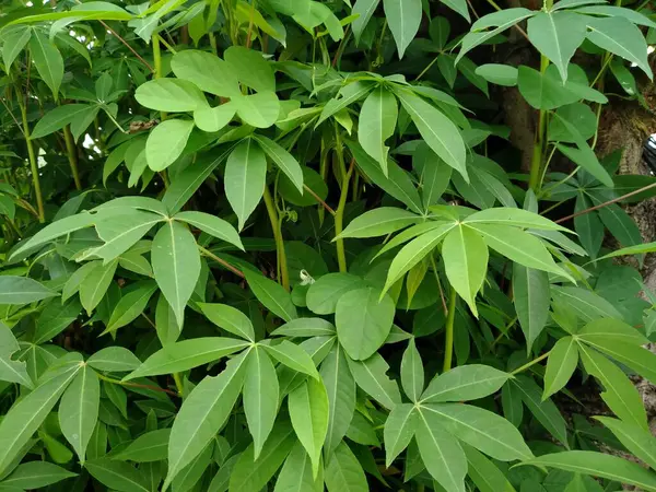 Planta Verde Manihot Esculenta Atrás Uma Casa Crescimento — Fotografia de Stock