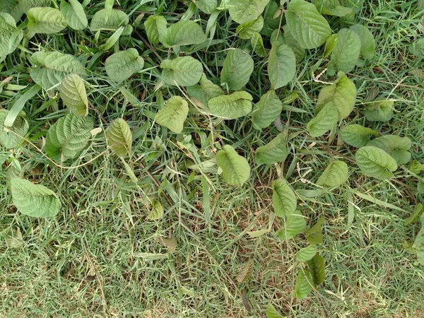 Plantas Selvagens Alto Ângulo Camonea Umbellata Que Vivem Parede — Fotografia de Stock