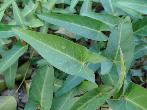 Plantas Ipomoea Aquatica Forssk Que Crescem Quintal — Fotografia de Stock