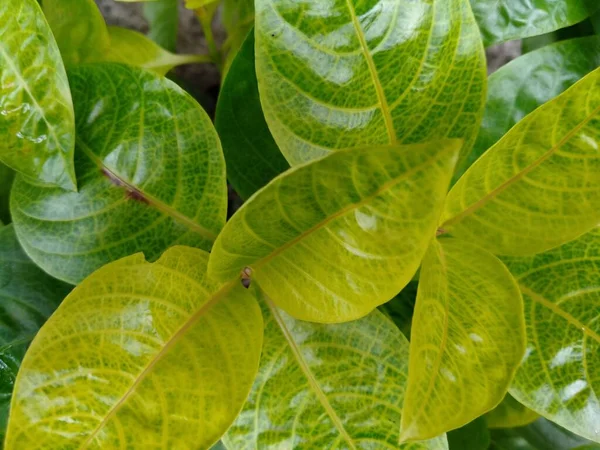 Folhas Frescas Pseuderanthemum Carruthersii Estão Parte Trás Casa — Fotografia de Stock