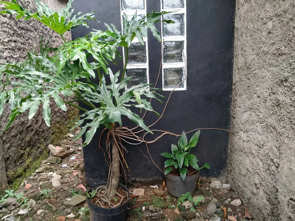 Maceta Planta Que Está Detrás Casa —  Fotos de Stock