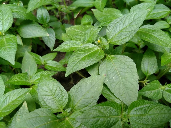 Folhas Frescas Eleutheranthera Ruderalis Estão Parte Trás Casa — Fotografia de Stock