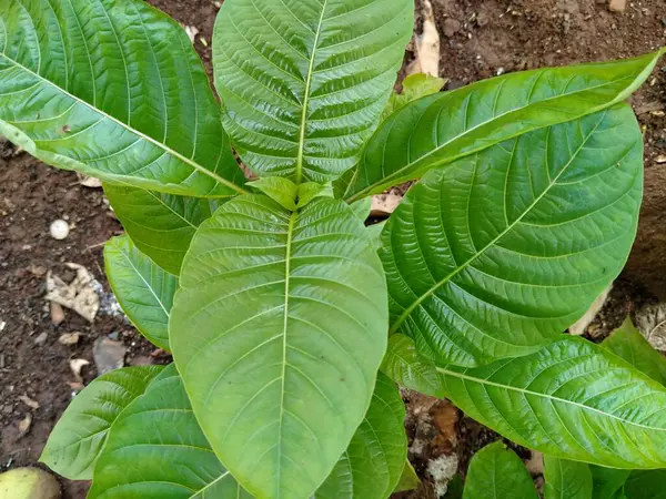 Plantas Kratom Mitragyna Speciosa Que Vivem Quintal — Fotografia de Stock