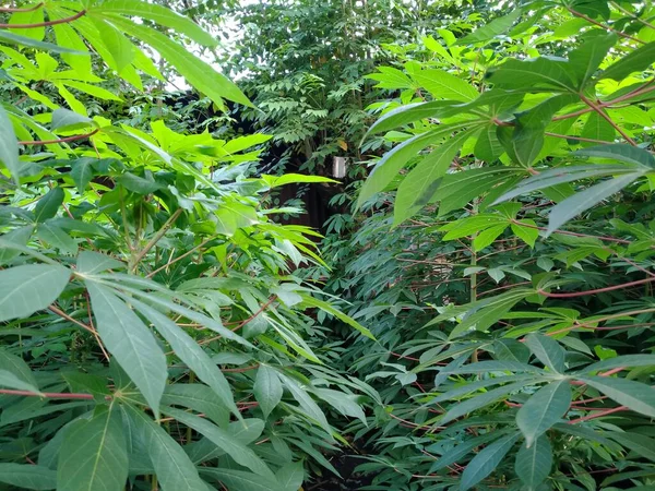 Cassava Manihot Esculenta Jest Tropikalnym Subtropikalnym Krzewem Plemienia Euphorbiaceae — Zdjęcie stockowe
