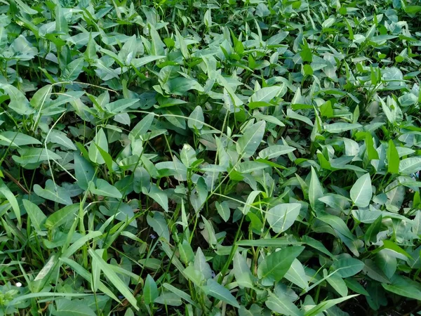 庭で成長するイポモエアクアティカ水ほうれん草の葉 — ストック写真