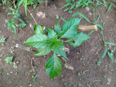 Chili veya kırmızı biber, Capsicum cinsinin meyve ve bitkileridir. Meyve sebze ya da baharat olarak sınıflandırılabilir.