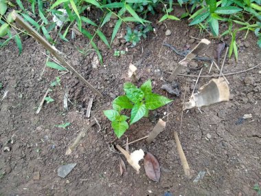 Genç acılı bitkilerin en iyi manzarası.