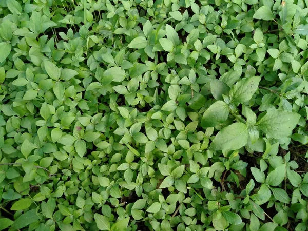 Synedrella Género Botânico Pertencente Família Asteraceae — Fotografia de Stock