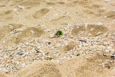 Mercan karışımlı beyaz kumsal