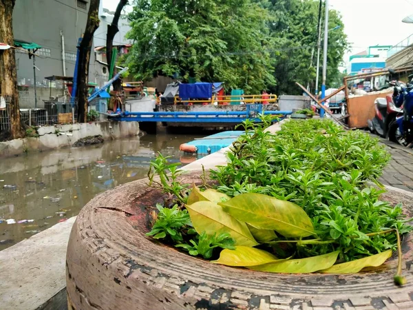 Plantas Cultivadas Macetas Hechas Neumáticos Utilizados Contexto Tiempos Sucios — Foto de Stock