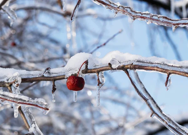 Заморожені Крижані Ягоди Гілки Вулиці Після Дощу Снігу — стокове фото