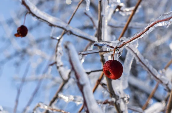 Baies Branches Gelées Glacées Dans Rue Après Pluie Neige — Photo