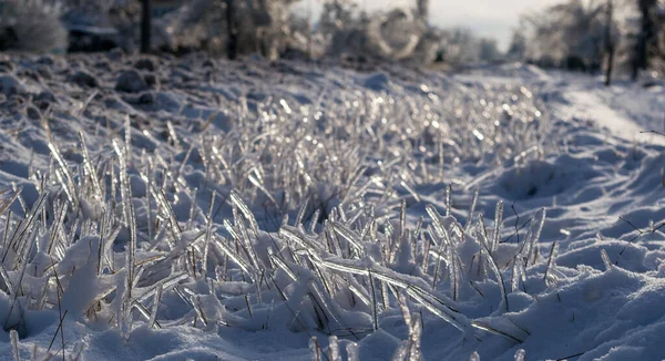 Yağmur Kardan Sonra Donmuş Buzlu Meyveler Dallar — Stok fotoğraf