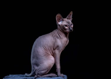 Güzel genç kedi Sfenks siyah arkaplanda mavi nokta.