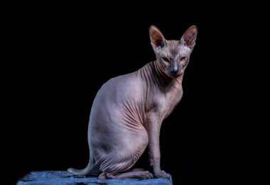 Güzel genç kedi Sfenks siyah arkaplanda mavi nokta.