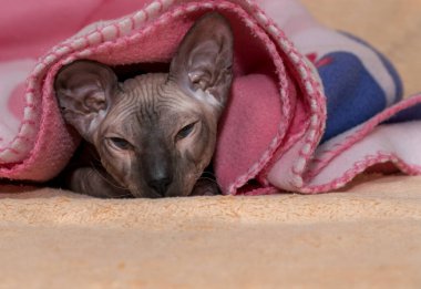 Genç bir sfenks yatakta battaniyenin altında yatıyor. .