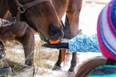 Bir kız, çiftlikte güneşli bir günde kırmızı bir atı havuçla besler..