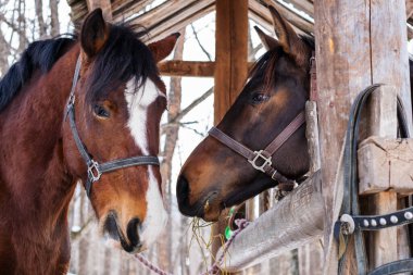 Dizginlerde kırmızı-kahverengi renkli atlar yan yana durur ve ayrı ayrı..