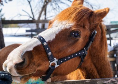 Dizginlerde kırmızı-kahverengi renkli atlar yan yana durur ve ayrı ayrı..
