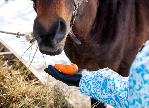 Bir kız, çiftlikte güneşli bir günde kırmızı bir atı havuçla besler..